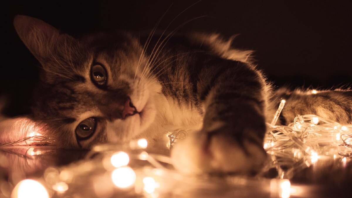 Кошка