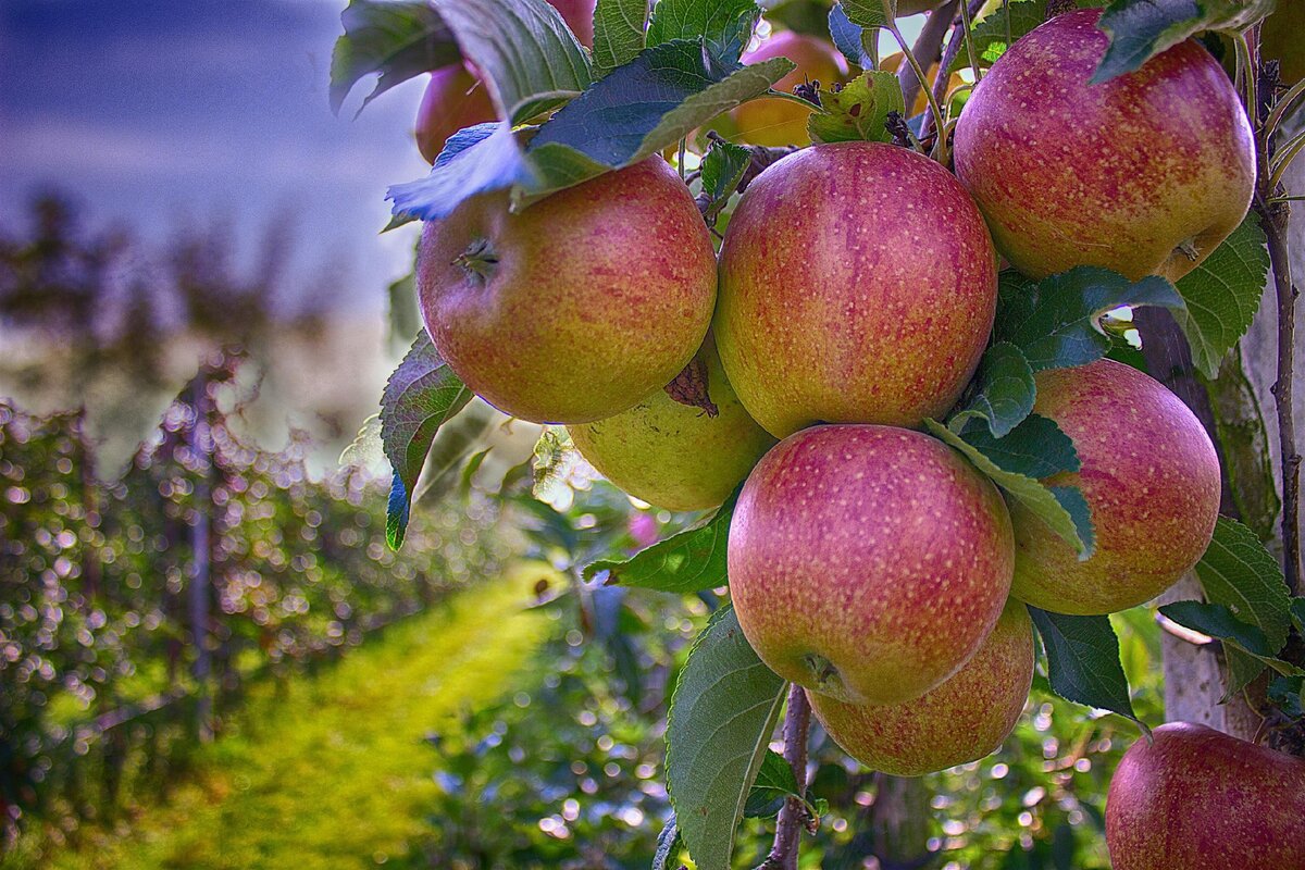 Хорошо лето плодами. Голден Рейнджерс яблоня. Яблоня Тамбовское. Плодовый сад. Яблоки в саду.