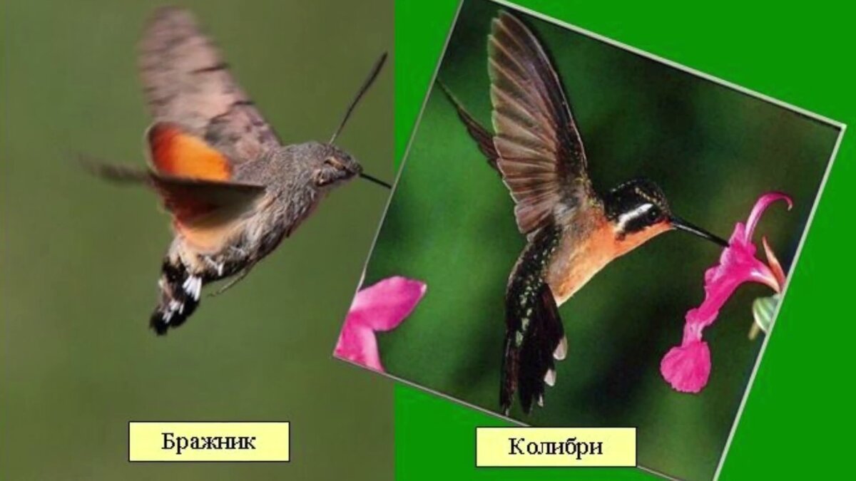 Бабочка колибри фото и описание Бражник - не колибри. Топ 5 фактов о необычной бабочке Биомысли Дзен