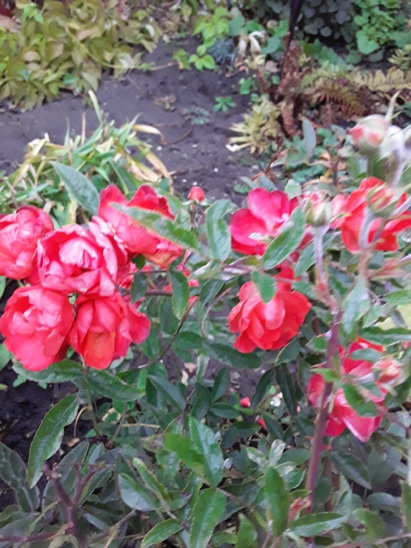  Полиантовая роза, сорт Orange Morsdag 
Иные торговые названия - Morsdag Oranje, Muttertag Orange, Orange Mothersday, Orange Muttertag