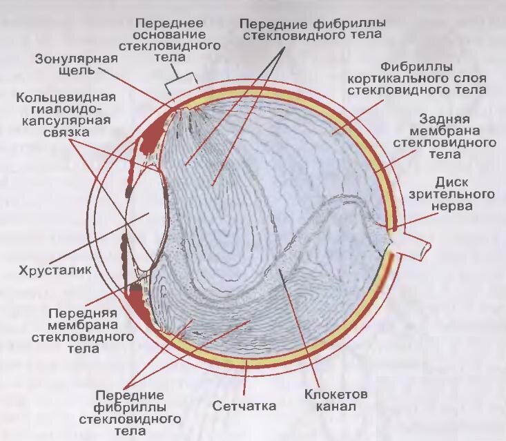 Стекловидное тело это. Стекловидное тело. Отслойка стекловидного тела. Стекловидное тело глаза. Отслоение стекловидного тела.