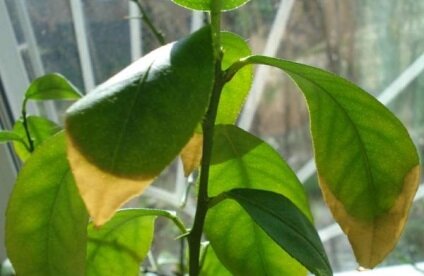 Почему у лимона опадают листья и как с этим бороться