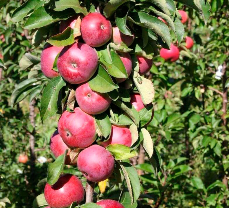 Колоновидные яблони: мифы и реальность, агротехника, сорта для Подмосковья