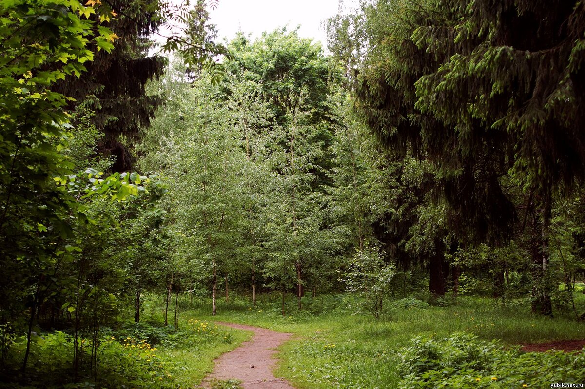 Яндекс картинки