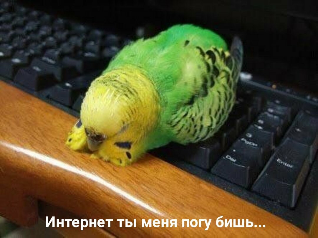 типичная инсталляция: подросток и интернет)