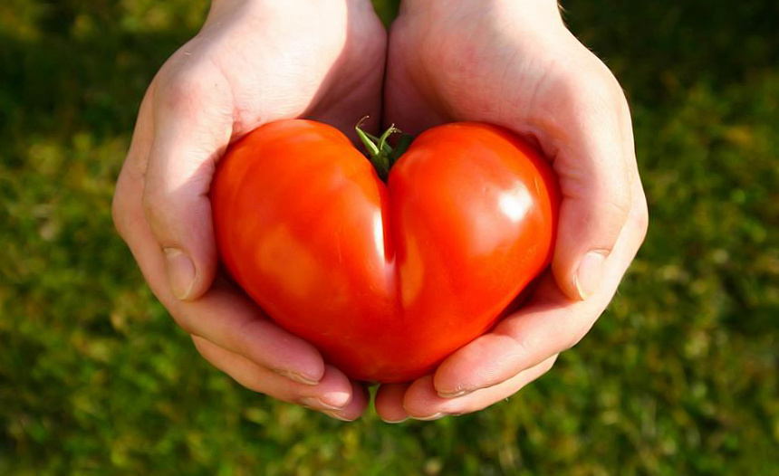 — Вовочка, нарисуй помидор. — Не хочу, отстань! — Ну, почему? — Испугаешься!  =)