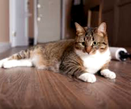 Увеличение лимфоузла у кота: лечение, симптомы, причины