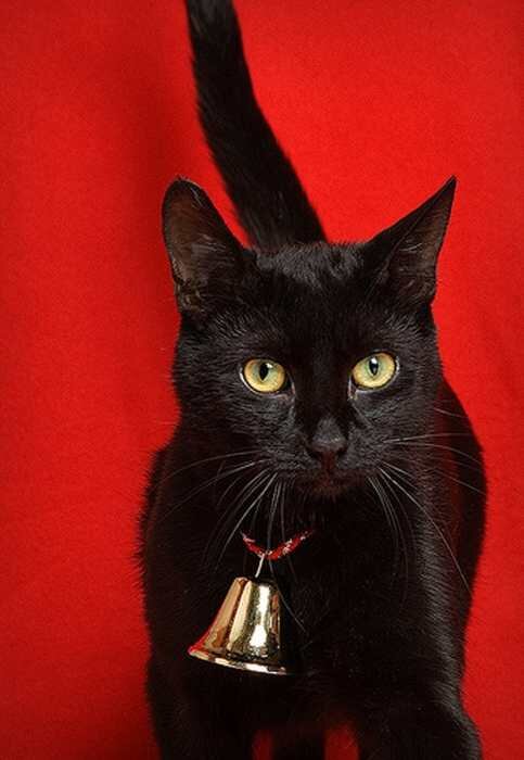 Взято с сайта http://magspace.ru/blog/EnimalsBlog/181429.html