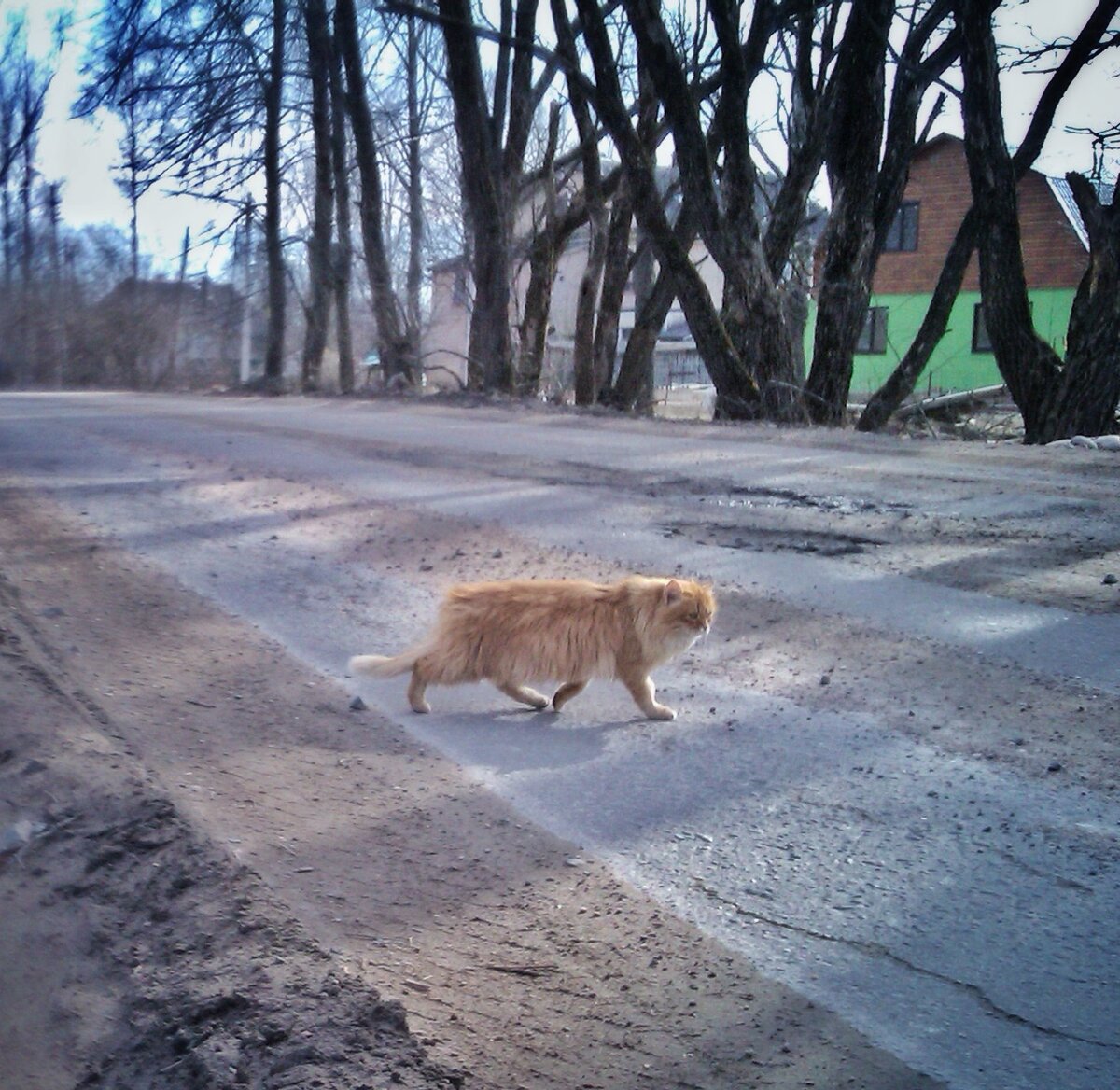 Надо разбавить текст фоткой рыжего котэ. кадр сделан в тот же день и на тот же патифон. 