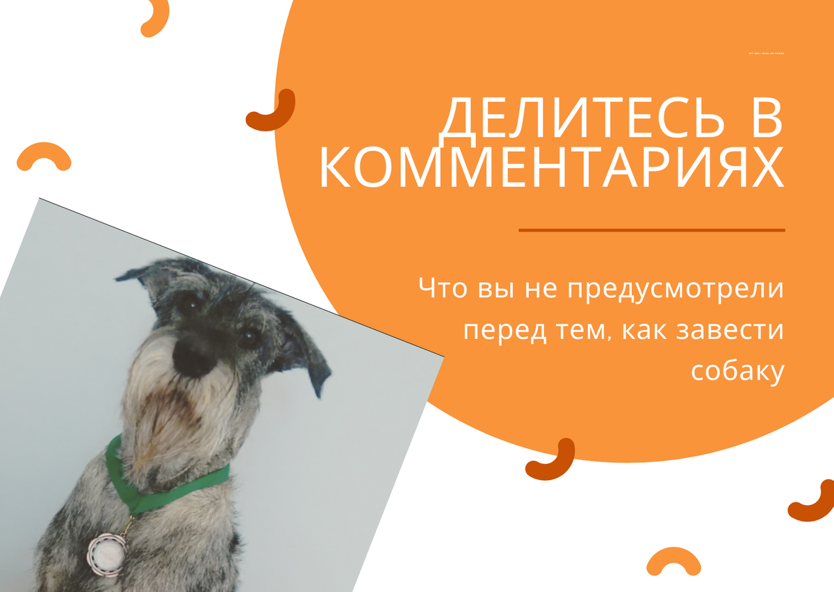 Питомец хочет телеком. Джек рассел. Собака медитирует. Швейцарская овчарка. Немецкая овчарка улыбается.
