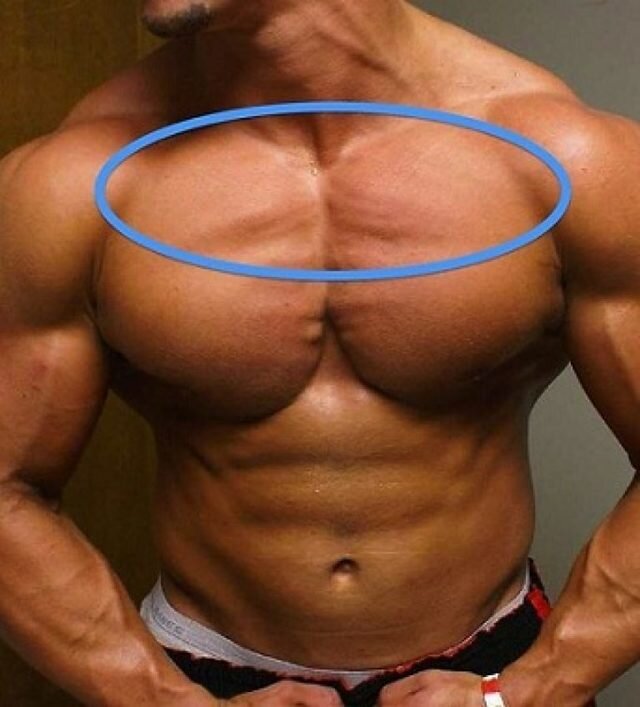 Верх грудных мышц. Фото взято с сайта: dubna-volna.ru