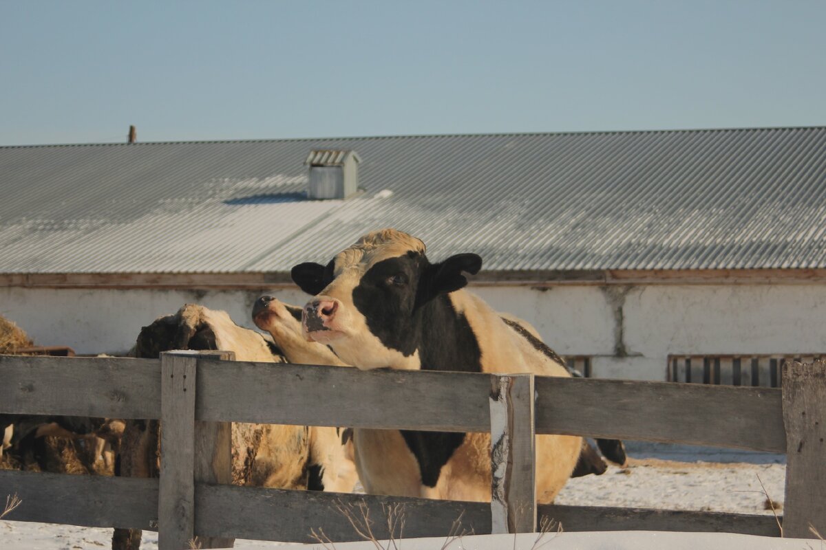 Коровы оказались невероятно "общительные"