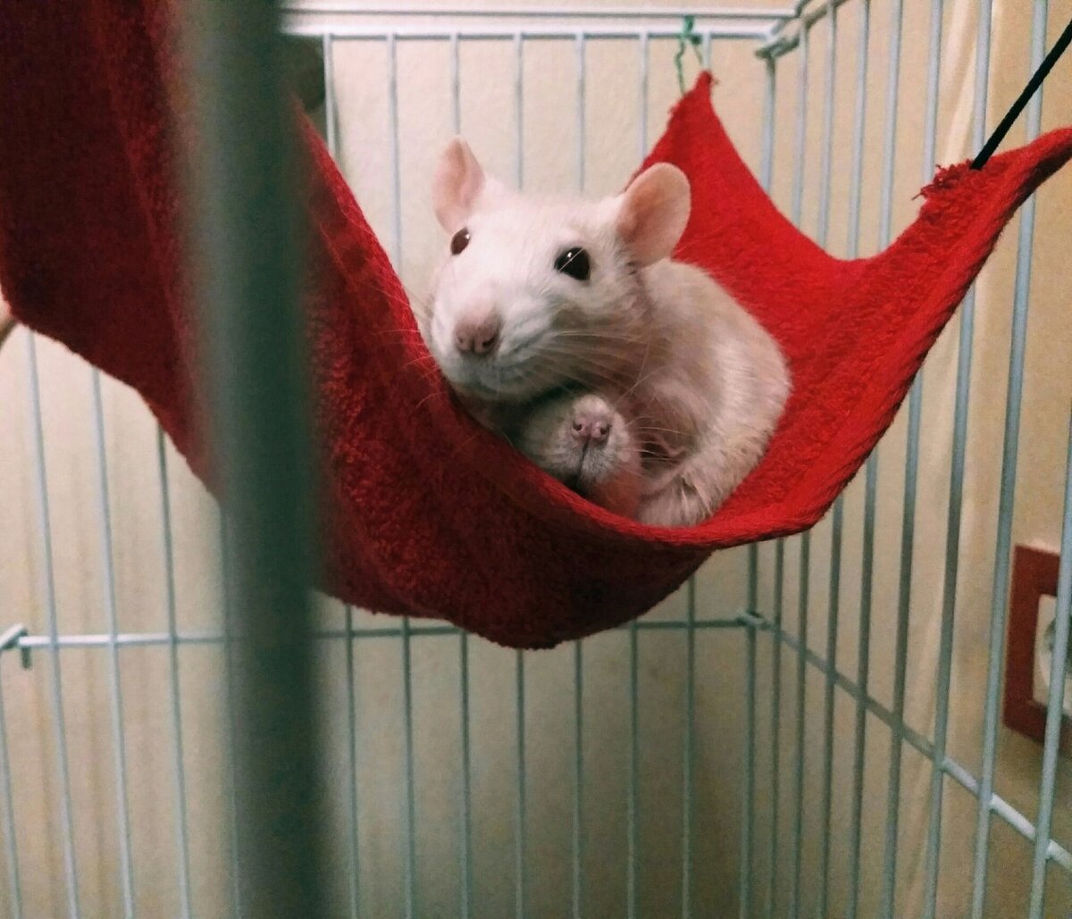  Мои декоративные крысы Хани и Пятница.