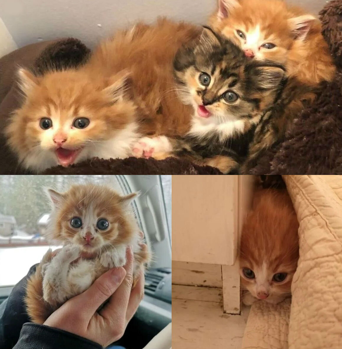 Источник фото: https://yandex.ru/images/