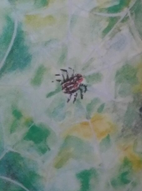 Тарантул плетет паутину? А черная вдова? Других названий больших и страшных пауков я не знаю. Я загуглила. Черная вдова плетет. Тарантул воздерживается.  Получается, чем ты крупнее паук, тем больше у тебя шансов напасть самому, без использования всяких допов. Когда ты большой паук – у тебя больше шансов остаться красавчиком в любой ситуации, не каждая птица тобой заинтересуется, не каждый ветер тебя унесет.  Мне попался маленький паучок, сидящий на своей паутинке. У Иры он казался милым. Сейчас, после просмотра ужасных картинок в гугле, он мне противен. У него много глазок и волосатые лапки. Но сейчас мне не важен паучок. Меня больше привлекает его паутинка. Паучок спокоен, когда паутинка сплетена идеально, тогда он успокаивается и довольно лицезреет. И ничто такого маленького паучка не заставит кинуться на муху, пролетающую рядом. Он просто будет ждать, когда она сама все сделает. Потом он еще немного поработает – он закутает ее своей паутинкой и снова успокоится. Он снова будет доволен. Когда муха приготовится (в понимании паучка), он ее распакует и съест. Починит паутинку. И вот он снова сидит довольный и спокойный. У паучка все хорошо. Он счастлив. 
Возможно ли, что мы испытываем счастье, лишь глядя на результат? Счастлив паук, когда плетет паутинку? Думает он о том, что у паучка с соседней веточки круги ровнее и нити толще? Я думаю, все его 6 или 4 глаза не видят соседнюю веточку. Для него это далеко и другой мир. Все, что парит паучка – ветер, птицы, крупные насекомые. Они могут испортить его прелесть. Но врядли есть паучок, который заметив, что  сквозь его паутинку упала шишка, психанет и решит, что паутинки – это не его. Он будет плести пока не получит личное удовлетворение. Потом он сядет на краешке и будет любоваться своим творением. Наверно, чем чаще у паучка рвется паутина – тем чаще он может почувствовать себя счастливым. 
Наверно, стоит тут выделить мораль – будь паучком, не опускай руки. Но насколько меня трогает такой лозунг? 
У нас на балконе жили 2 паука. Они были крупнее того, что на картинке. Такие бывают в винограднике. Крепыши. У них еще тело волосатое немного. Васек жил в правом углу под потолком. Мы за него переживали, когда были прохладные дни. Радовались, когда видели его добычу. Но однажды обнаружился еще один паук. Такой же фирмы. Он появился внезапно и решил строить сеть на балконной двери. Это было неудобно и неэстетично. Пару дней мы пытались дать ему понять, что в этом месте паутины у нас точно не будет. Он не понимал. Тогда Женя взял его за ниточку паутины и перенес на левую стену балкона. Мы рекомендовали новому паучку брать пример с Васька. Но он не стал. Он решил пытать счастья под подоконником. Но там совсем ему было не удобно. Ему там дуло, ему капал дождь, ему летел табачный дым. Мы каждый день уговаривали паучка воспользоваться положительным опытом Васька. Паучок сдался. Спустя несколько дней мы обнаружили его в левом углу под потолком. Он уже успел сплести себе паутину там. Мы вздохнули с облегчением. Во-первых, он теперь находился вне досягаемости. Пока он был в зоне нашего комфорта – было совсем не комфортно. Во-вторых, мы были рады, что он внял нашим словам и наконец сможет добыть еды. Но, что-то пошло не так, паутина осталась, а паучок пропал. Буквально спустя пару дней. Второму паучку мы тоже дали имя. Мы думали о нем больше, чем о Ваське, мы с ним разговаривали. Но его имя не запомнилось. А Васек прожил до начала зимы и ушел в спячку. И, скорее всего, околел. Бывает так – бьешься, стараешься, ищешь новые перспективы, у тебя неплохая группа поддержки, а все равно, как-то, видимо, не создан для создания идеальной паутины.
Прям понесло по паукам…. Мне было лет 8, мы пошли собирать ежевику. Это были заброшенные сады с гигантской ежевикой, крепкими сладкими грушами и яблоками. Не знаю, когда хозяин закончил владеть этими садами, но заборов там никаких не было. Груши, яблоки и ежевику собирали ведрами на варенья и компоты. Очередной куст. Я захожу в него – он выше меня и сильно шире. Внутри куста можно много  собрать. Туда лезут самые смелые – те, кто не боится быть оцарапанным. Я внутри куста. На уровне моих глаз и намного ближе, чем мне бы хотелось – огромный ярко лимоновый паук в черную полоску. Он был в половину моей детской руки. Страх – это когда у тебя выбрасывается адреналин, ты можешь кричать, а в голове у тебя истерично придумываются пути избежания. У меня был ужас. Это когда парализует. Папа заметил быстро, вывел меня. Больше я не была самой смелой. 
