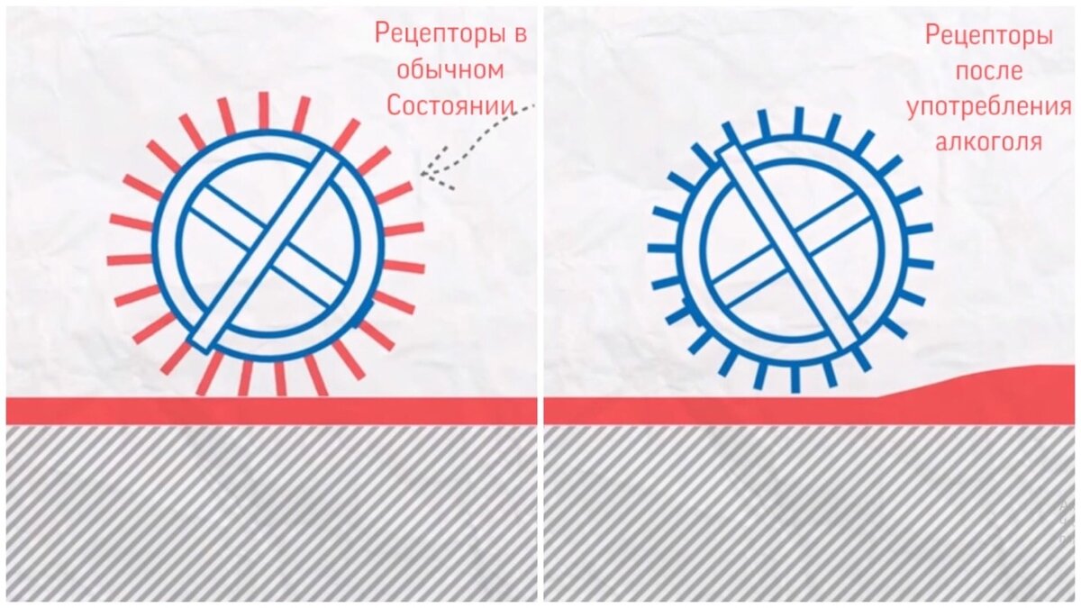 Специальные рецепторы,отвечающие за "борьбу с алкоголем"