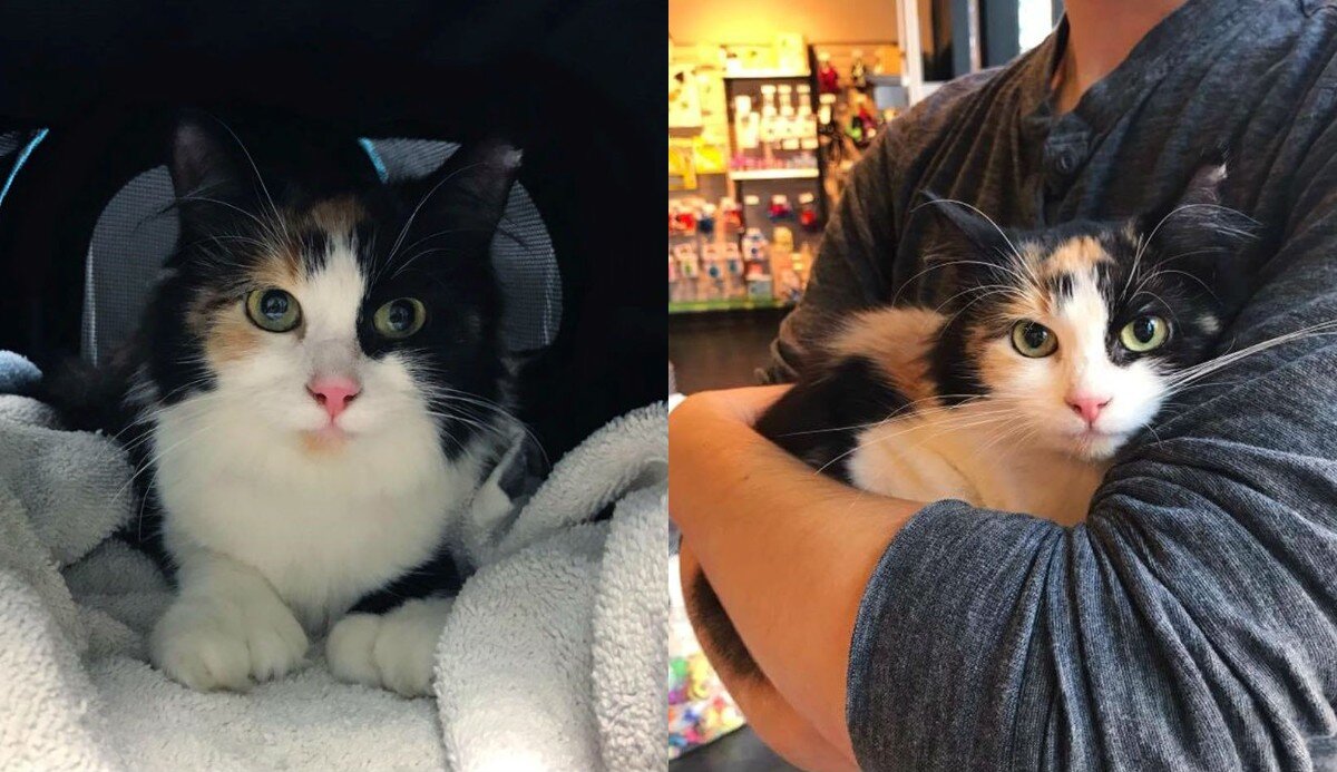 Источник фото: https://yandex.ru/images/