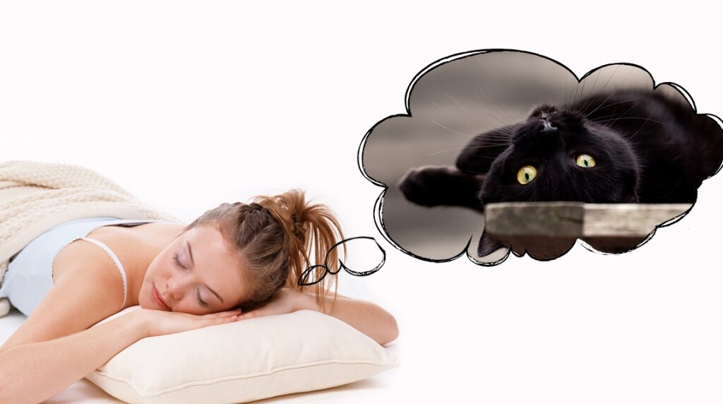 К чему снится кошка (фото Яндекс.Картинки)