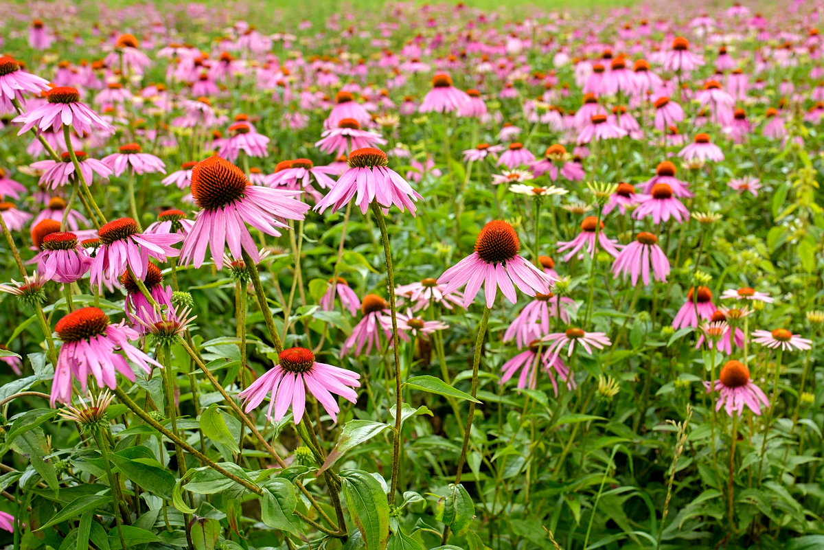 Определённые растения, прекрасно выглядящие, а иногда и неплохо пахнущие, могут оказаться сорняками.