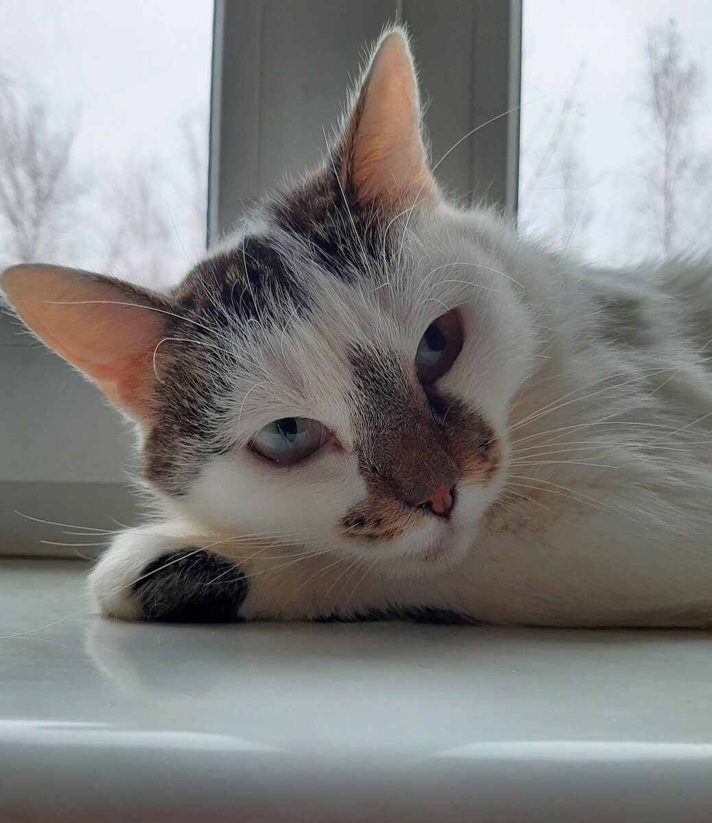 Спасённая душа греется на подоконнике.