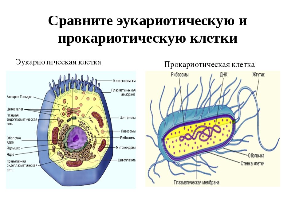 Строение клеток эукариот. Немембранные органеллы • Биология, Цитология • Фоксфорд Учебник