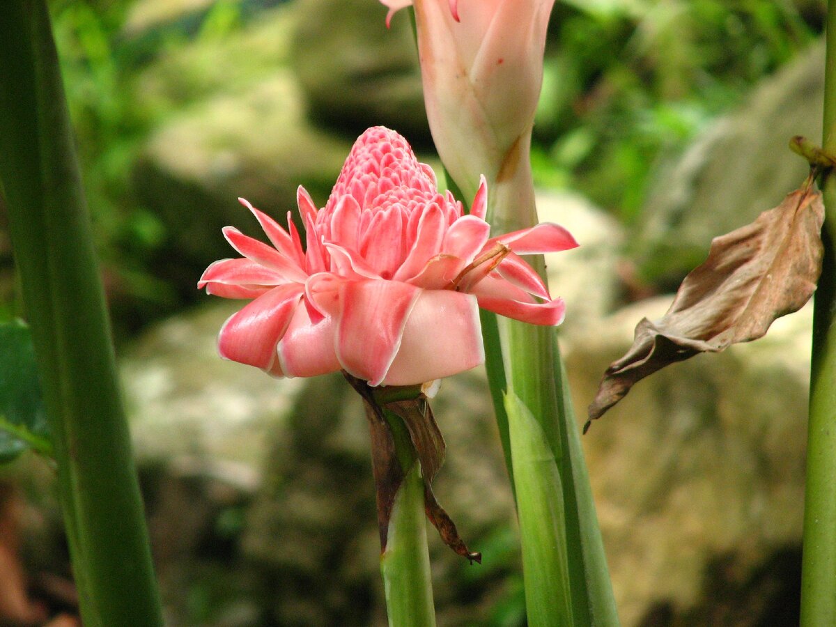 Так цветет имбирь. Фото автора