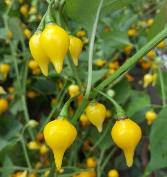 Biquinho Amarelo фото из открытых источников