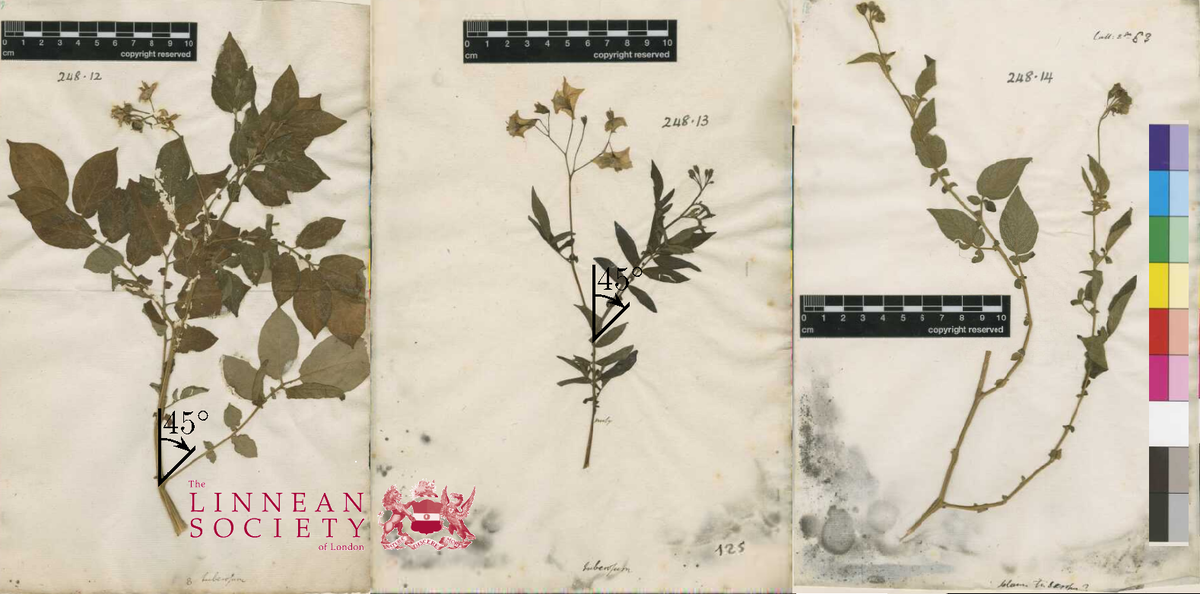 «Картофельные» листы Линнея в лондонском гербарии (LINN): 248.12 - лектотип паслена клубненосного (8 tuberosum); UNK - 248.13, 14 – дикорастущие: коллектор Mutis (Боливия). О цвете венчиков в примечании не упоминается. Согласно заключению международной группы экспертов (A. Ovchinnikova et al., 2011. Taxonomy of cultivated potatoes …) верхние листья андийскийских сортов картофеля любой плоидности расходятся от стебля на 40°-50°; у местных  сортов из южной части Чили (Chilotanum group) на 50°-90°