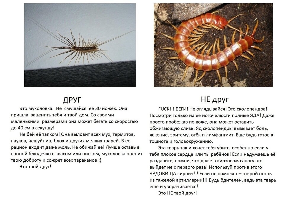 Укус многоножки как выглядит Мухоловка - страшно полезное членистоногое Кафедра зоологии Дзен