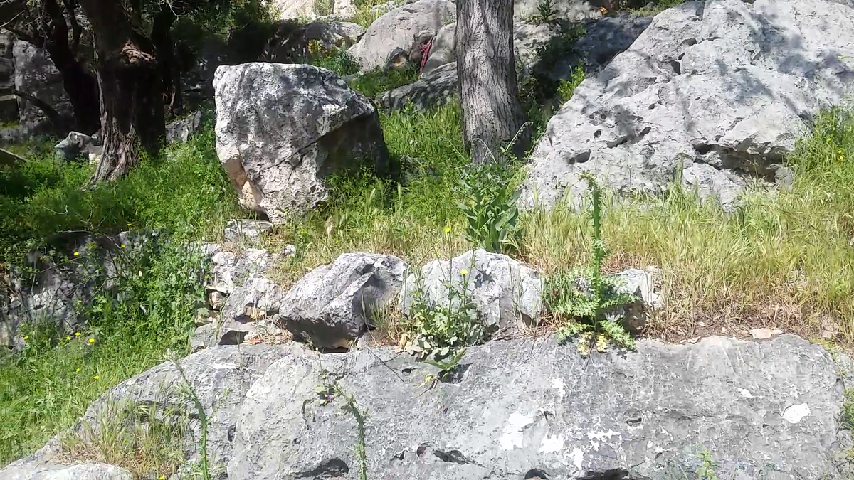 Удивительно, как на такой поверхности умудрились вырасти огромные деревья?