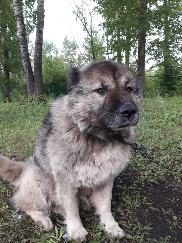 Алмаз - кавказская овчарка, 8 лет