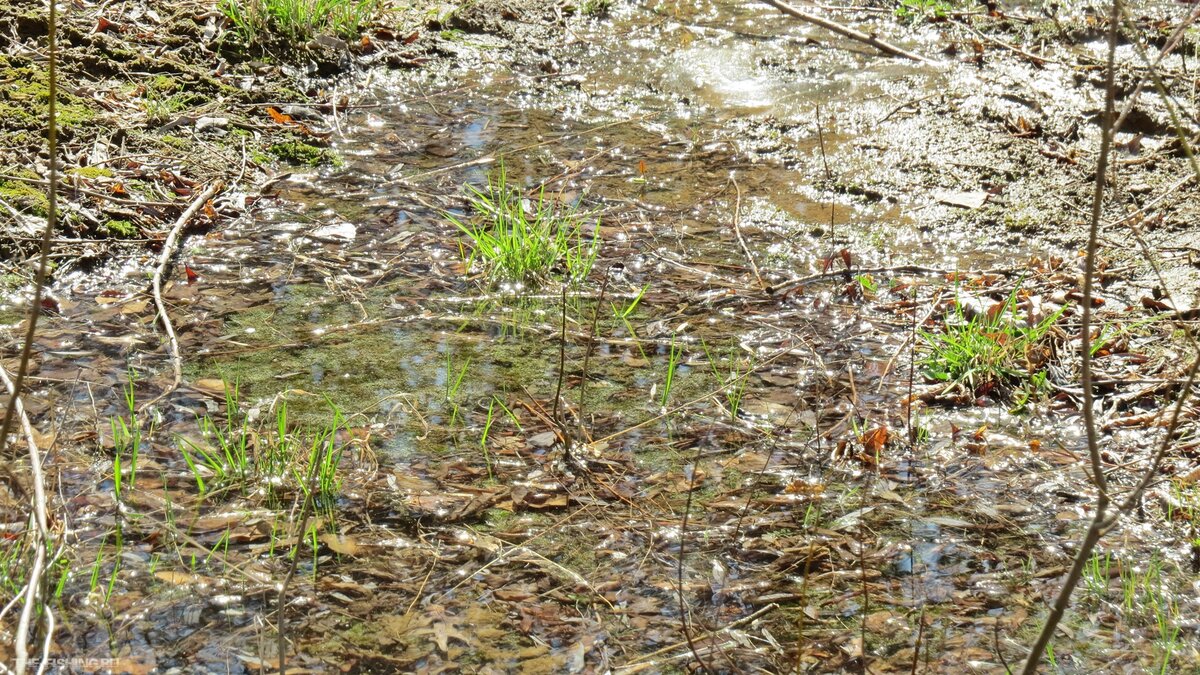 Вода пошла в луга