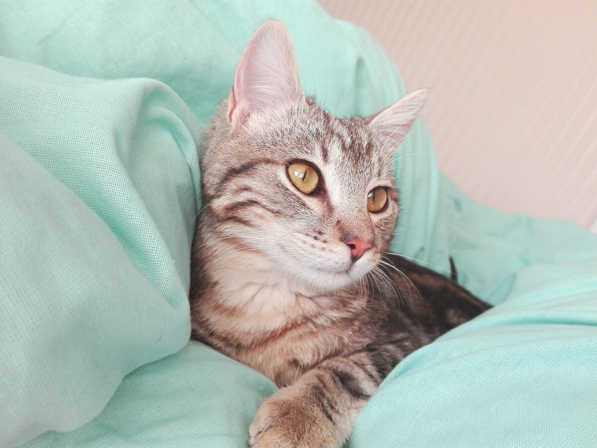 Юша утром пробрался в кровать пока все спали.