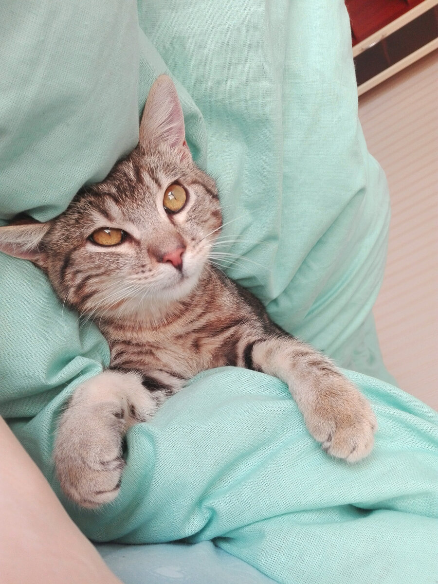 котик запутался в одеяле