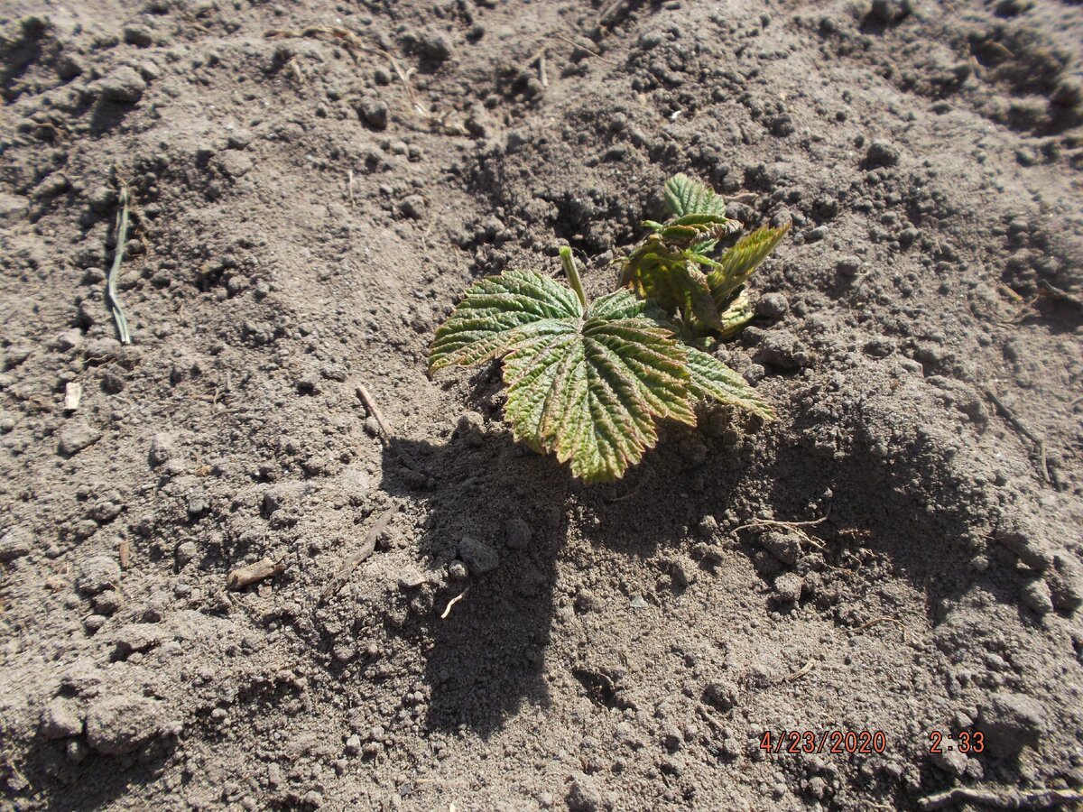 Пагоны малины начинают пробиваться  через компост