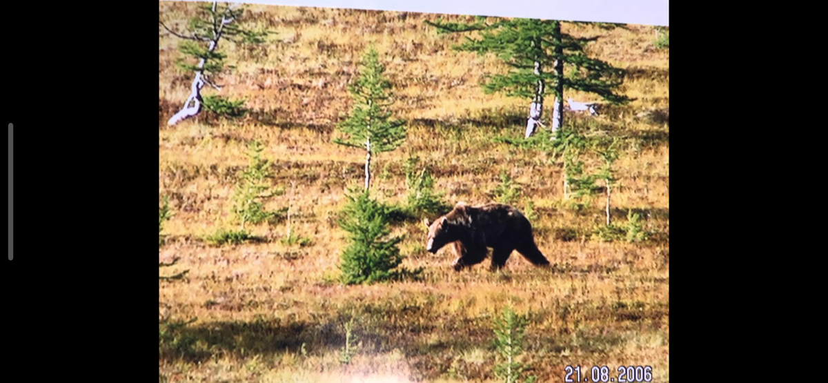 Встреча с медведем