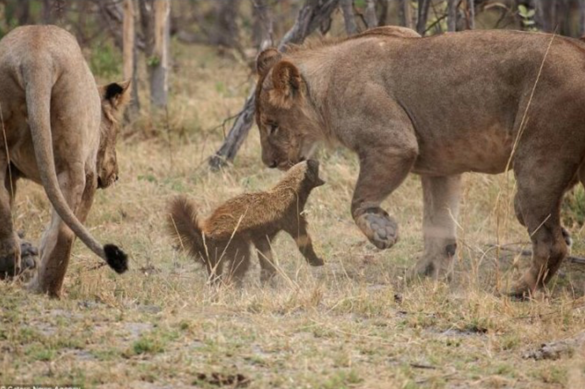 схватка с "царями"
