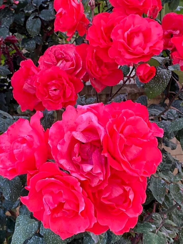 Немного цветочков турецких