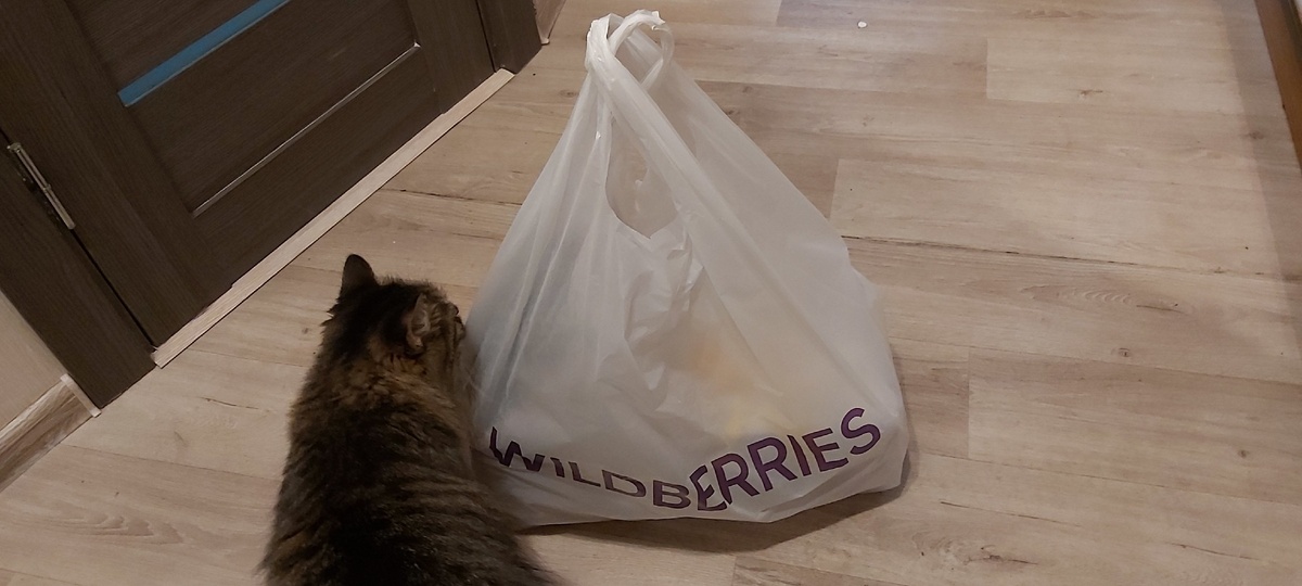 Моя домашняя кошатина ревностно изучает пакет