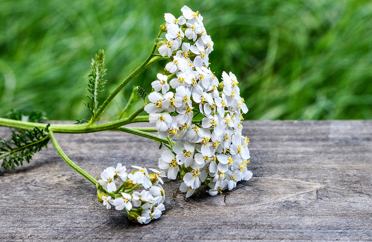 Иллюстрация с сайта pixabay.com