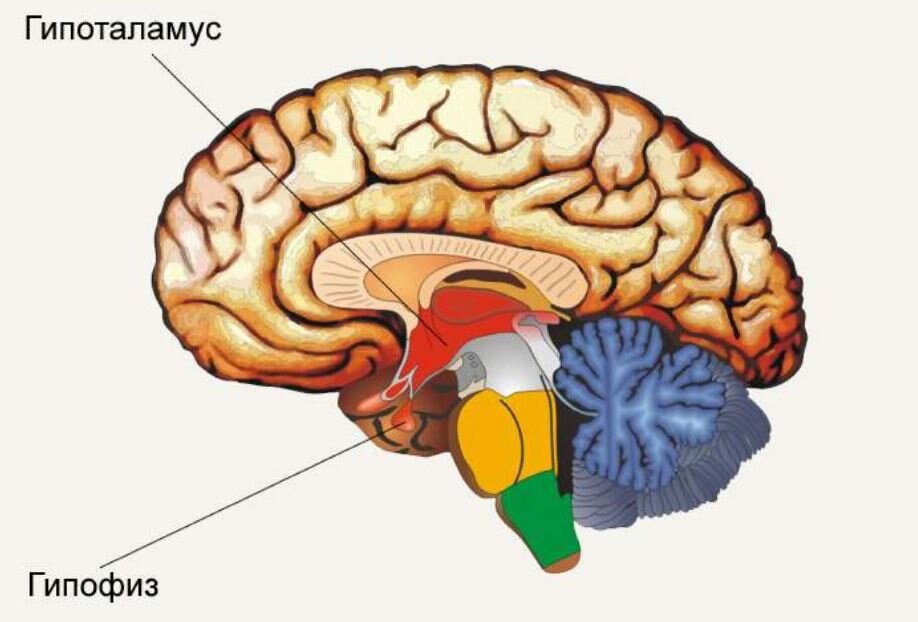 Строение головного мозга человека • Биология, Анатомия и физиология человека • Фоксфорд Учебник