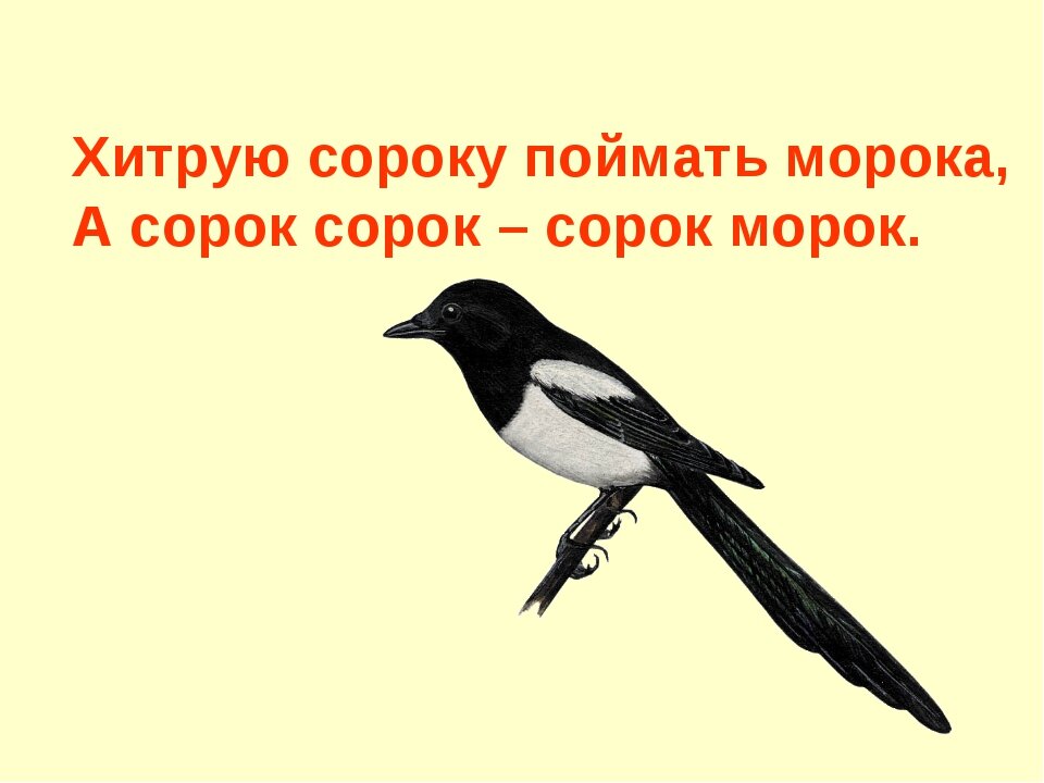 Сороки конспект. Сорока. Скороговорка про сороку. Скороговорка сорок сорок сорок морок. Хитрая сорока.