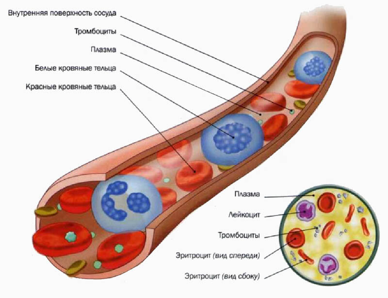 Строение крови картинка