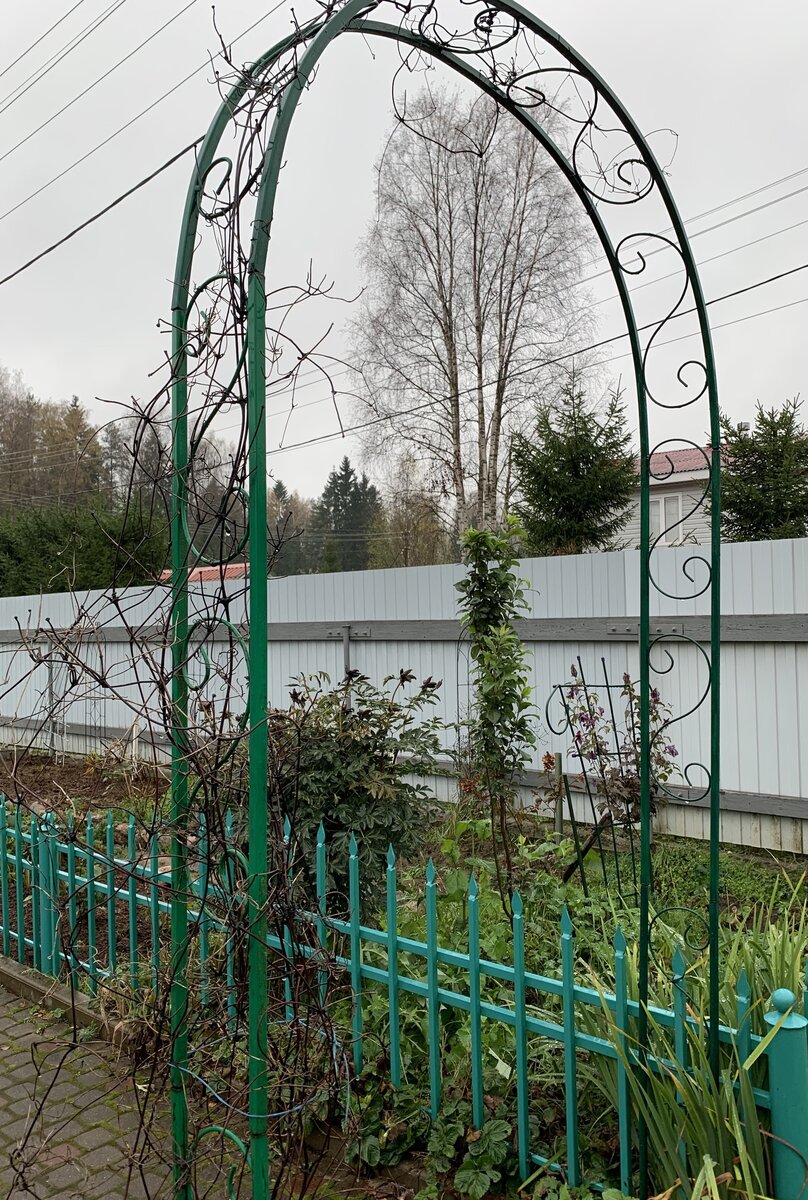Арка для плетистой розы, но пока только ее обвивали клематисы. Личный архив