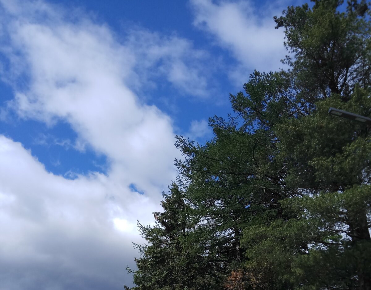 Просто небо. И деревья. Фото автора. 