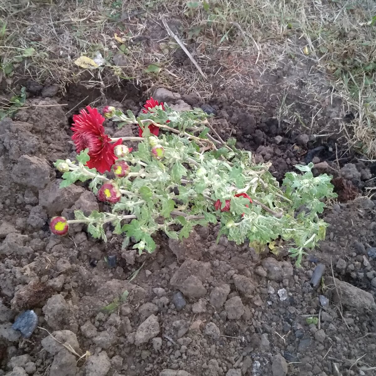 Это высокорослая бордовая.