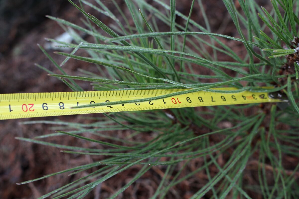 Сосны с экстра-длинными иголками в Петербурге и Москве | Сад под ...