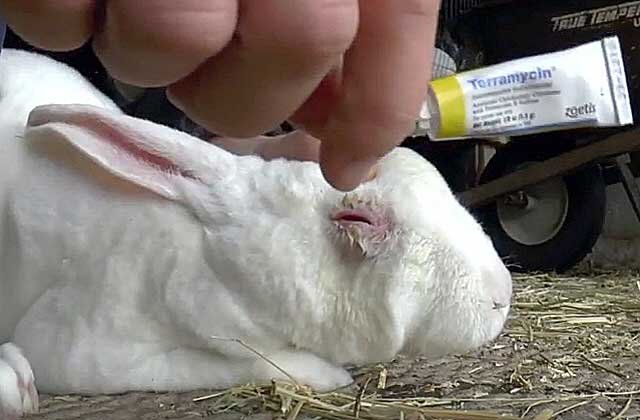 Почему у кроликов возникают красные глаза: причины и способы предотвращения
