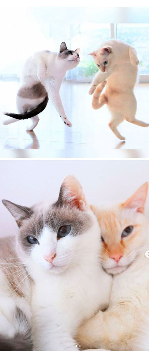 Источник: instagram.com/wakaponsan