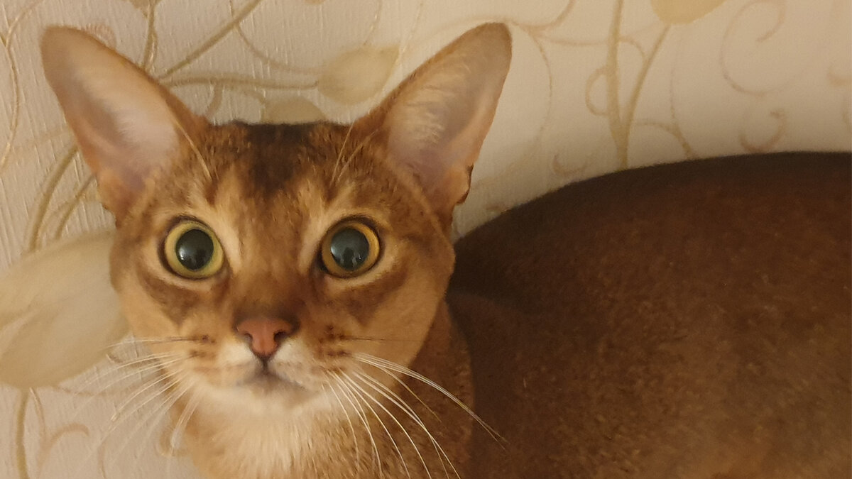 Абиссинский кот